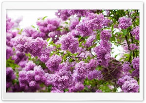 Lilac Blossom Ultra HD Wallpaper for 4K UHD Widescreen desktop, tablet & smartphone