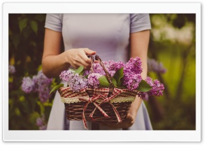 Lilac Blossoms Ultra HD Wallpaper for 4K UHD Widescreen desktop, tablet & smartphone