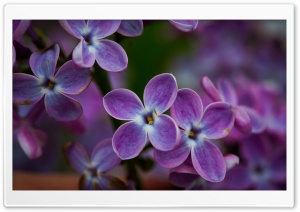 Lilac Blossoms Closeup Ultra HD Wallpaper for 4K UHD Widescreen desktop, tablet & smartphone