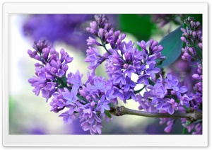 Lilac Branch Ultra HD Wallpaper for 4K UHD Widescreen desktop, tablet & smartphone