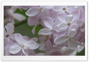 Lilac Flowers Ultra HD Wallpaper for 4K UHD Widescreen Desktop, Lockscreen, Screensaver, TV, Tablet, Smartphone