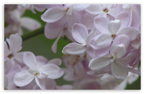 Lilac Flowers UltraHD Wallpaper for HD 16:9 ; Widescreen 16:10 5:3 ; Fullscreen 4:3 5:4 3:2 ; Tablet 1:1 ; Mobile 3:5 3:4 ;