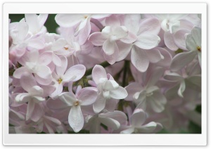Lilac Flowers 2 4K UHD Wallpaper for Widescreen and UltraWide Desktop, UltraHD TV, Smartphone, Tablet