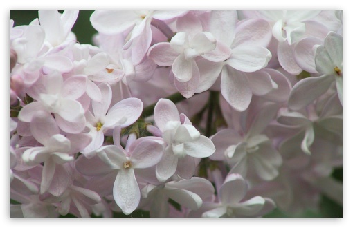 Lilac Flowers 2 UltraHD Wallpaper for HD 16:9 ; Widescreen 16:10 5:3 ; Fullscreen 4:3 5:4 3:2 ; Tablet 1:1 ; Mobile 3:4 ;