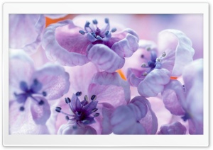 Lilac Flowers Close Up Ultra HD Wallpaper for 4K UHD Widescreen desktop, tablet & smartphone