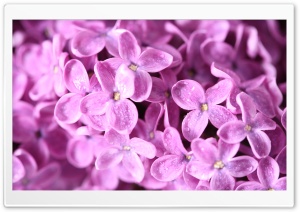 Lilac Flowers Macro Ultra HD Wallpaper for 4K UHD Widescreen desktop, tablet & smartphone