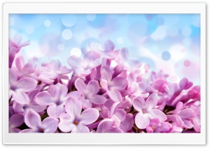 Lilac Macro Ultra HD Wallpaper for 4K UHD Widescreen desktop, tablet & smartphone