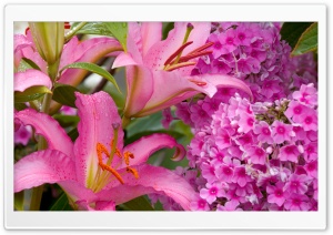Lilies And Phlox Ultra HD Wallpaper for 4K UHD Widescreen desktop, tablet & smartphone
