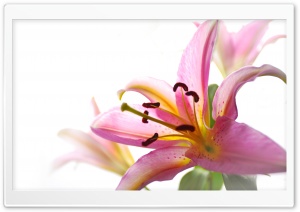 Lily Ultra HD Wallpaper for 4K UHD Widescreen desktop, tablet & smartphone