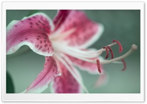 Lily Flower Macro Ultra HD Wallpaper for 4K UHD Widescreen desktop, tablet & smartphone