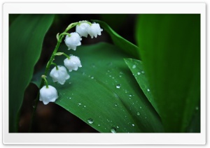 Lily Of The Valley Ultra HD Wallpaper for 4K UHD Widescreen desktop, tablet & smartphone