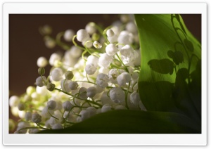 Lily Of The Valley Bouquet Ultra HD Wallpaper for 4K UHD Widescreen desktop, tablet & smartphone