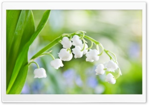Lily Of The Valley Macro Ultra HD Wallpaper for 4K UHD Widescreen desktop, tablet & smartphone