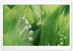 Lily Of The Valley With Water Drops Ultra HD Wallpaper for 4K UHD Widescreen desktop, tablet & smartphone