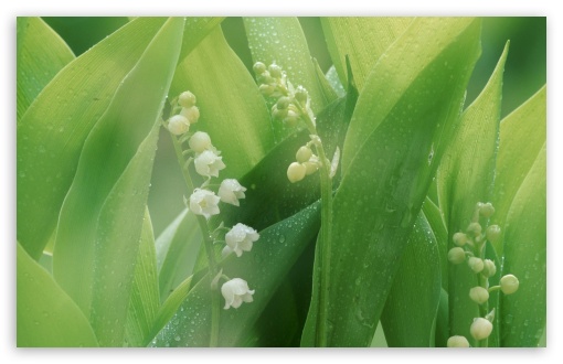 Lily Of The Valley With Water Drops Ultra HD Desktop Background ...