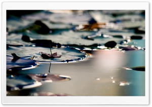 Lily Pads Ultra HD Wallpaper for 4K UHD Widescreen desktop, tablet & smartphone