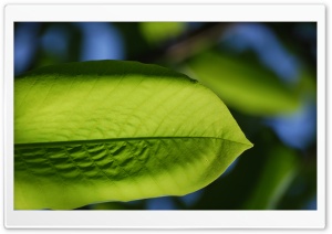 Lime Green Ultra HD Wallpaper for 4K UHD Widescreen desktop, tablet & smartphone