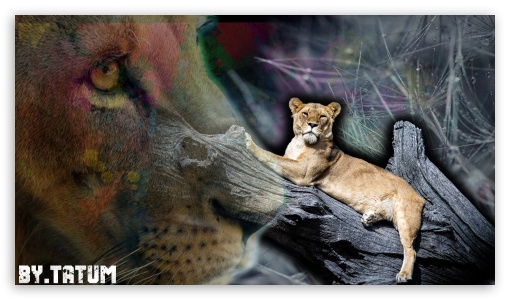 Lion UltraHD Wallpaper for 8K UHD TV 16:9 Ultra High Definition 2160p 1440p 1080p 900p 720p ;