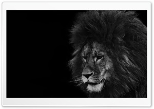 Lion Black and White Ultra HD Wallpaper for 4K UHD Widescreen desktop, tablet & smartphone