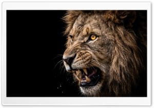 Lion Black Background 4K UHD Wallpaper for Widescreen and UltraWide Desktop, UltraHD TV, Smartphone, Tablet