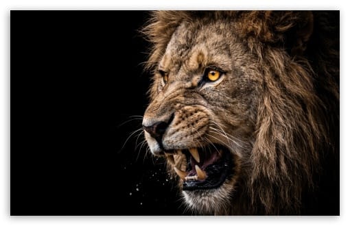 Lion Black Background UltraHD Wallpaper for HD 16:9 ; UltraWide 21:9 ; Widescreen 16:10 ; Tablet 1:1 ; Mobile 9:16 ;