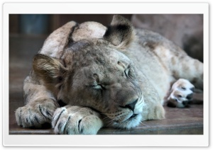 Lion Cub Ultra HD Wallpaper for 4K UHD Widescreen desktop, tablet & smartphone