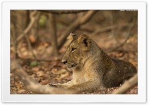 Lion Cub Ultra HD Wallpaper for 4K UHD Widescreen desktop, tablet & smartphone