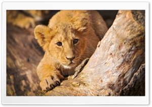 Lion Cub In Ambush Ultra HD Wallpaper for 4K UHD Widescreen desktop, tablet & smartphone