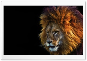 Lion Face Male Ultra HD Wallpaper for 4K UHD Widescreen desktop, tablet & smartphone