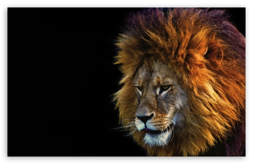 Lion Face Male Ultra HD Desktop Background Wallpaper for : Widescreen ...