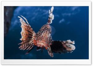 Lion Fish Ultra HD Wallpaper for 4K UHD Widescreen Desktop, Lockscreen, Screensaver, TV, Tablet, Smartphone