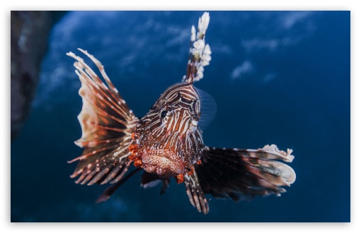 Lion Fish UltraHD Wallpaper for Widescreen 16:10 ;