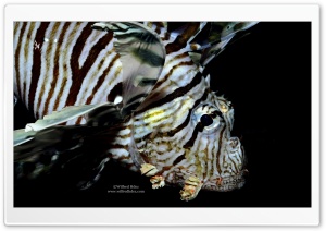 Lion Fish, Red Sea Ultra HD Wallpaper for 4K UHD Widescreen desktop, tablet & smartphone