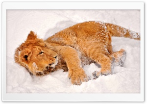 Lion In Snow Ultra HD Wallpaper for 4K UHD Widescreen desktop, tablet & smartphone