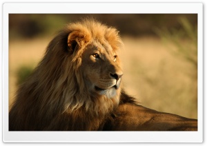 Lion In The Wild Ultra HD Wallpaper for 4K UHD Widescreen desktop, tablet & smartphone