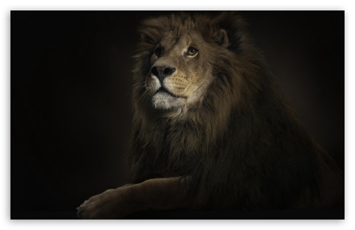 The Lion Wallpaper Wallpaper Download | MobCup