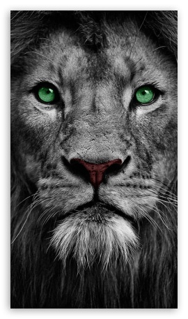 Lion Portrait Black and White UltraHD Wallpaper for Mobile 9:16 ;