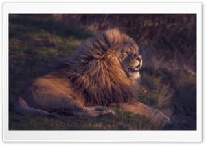 Lion Resting in Savanna 4K UHD Wallpaper for Widescreen and UltraWide Desktop, UltraHD TV, Smartphone, Tablet