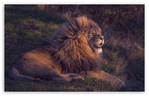 Lion Resting in Savanna UltraHD Wallpaper for UHD 16:9 ; HD 16:9 ; UltraWide 21:9 24:10 32:9 32:10 ; Widescreen 16:10 ; Tablet 1:1 ; Mobile 9:16 9:19.5 9:20 ; Dual 16:10 16:9 ;