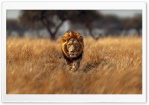 Lion, Savannah, Wildlife, Animal Kingdom, Untamed 4K UHD Wallpaper for Widescreen and UltraWide Desktop, UltraHD TV, Smartphone, Tablet