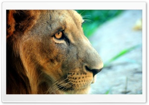 Lion Side Portrait Ultra HD Wallpaper for 4K UHD Widescreen desktop, tablet & smartphone
