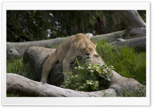 Lion Sleeping Ultra HD Wallpaper for 4K UHD Widescreen Desktop, Lockscreen, Screensaver, TV, Tablet, Smartphone