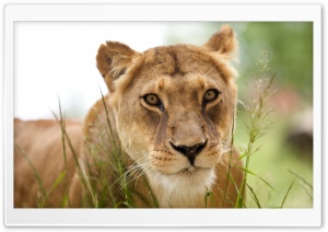 Lioness Ultra HD Wallpaper for 4K UHD Widescreen desktop, tablet & smartphone