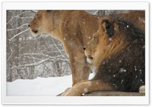 Lioness And Lion Ultra HD Wallpaper for 4K UHD Widescreen desktop, tablet & smartphone