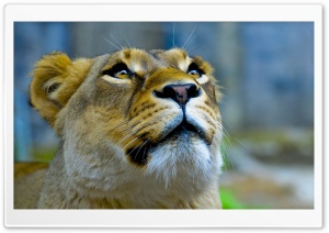 Lioness Face Ultra HD Wallpaper for 4K UHD Widescreen desktop, tablet & smartphone