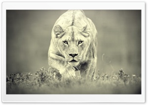 Lioness Hunting Ultra HD Wallpaper for 4K UHD Widescreen desktop, tablet & smartphone