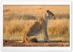 Lioness On Yellow Grass Ultra HD Wallpaper for 4K UHD Widescreen desktop, tablet & smartphone