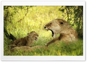 Lioness Roaring With Cub Ultra HD Wallpaper for 4K UHD Widescreen desktop, tablet & smartphone