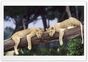 Lionesses Resting On A Fallen Tree Ultra HD Wallpaper for 4K UHD Widescreen desktop, tablet & smartphone