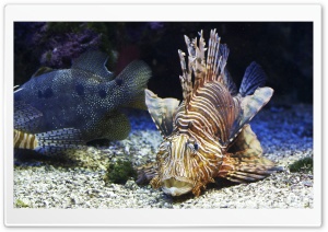 Lionfish Ultra HD Wallpaper for 4K UHD Widescreen desktop, tablet & smartphone
